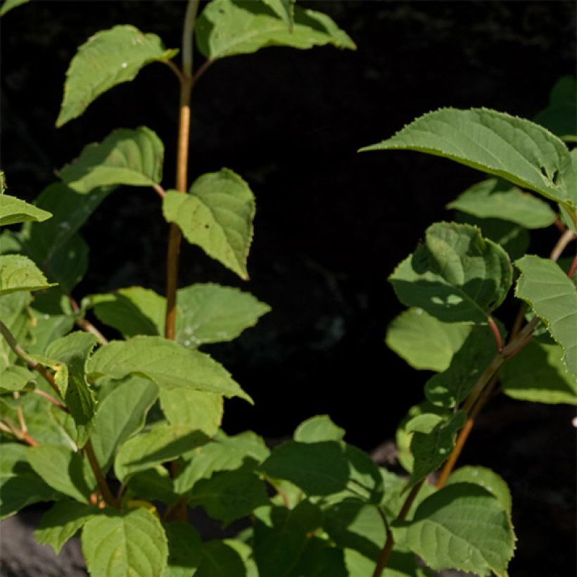 Hortensja bukietowa Burgondy Lace (Ulistnienie)
