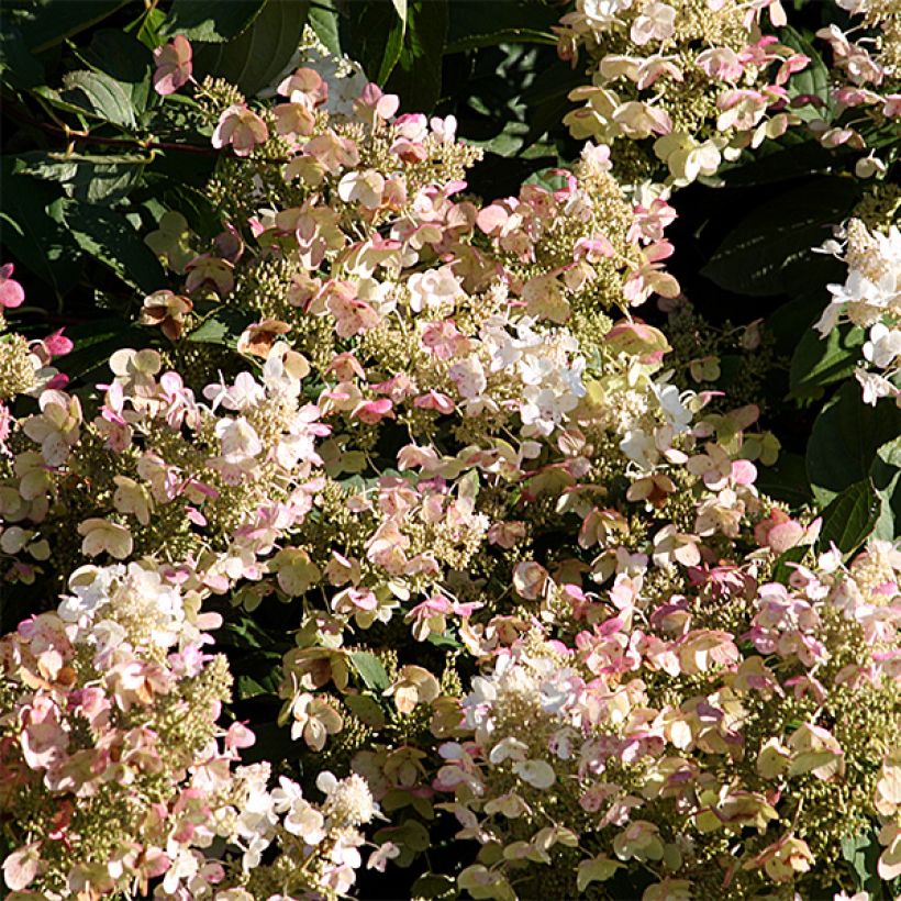 Hortensja bukietowa Burgondy Lace (Kwitnienie)