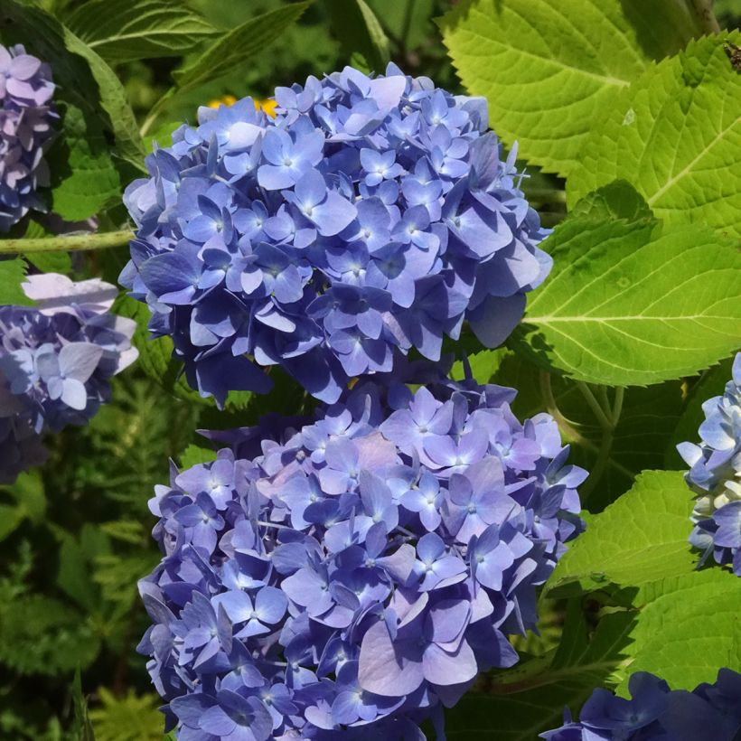 Hortensja ogrodowa Endless Summer The Original Blue (Kwitnienie)