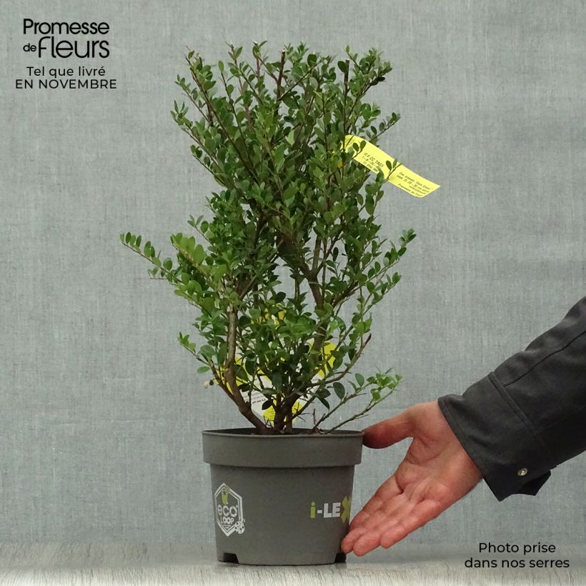 Przykładowy wygląd Ostrokrzew karbowanolistny Dark Green Doniczka 2L/3L, Krzak w momencie dostawy jesienią
