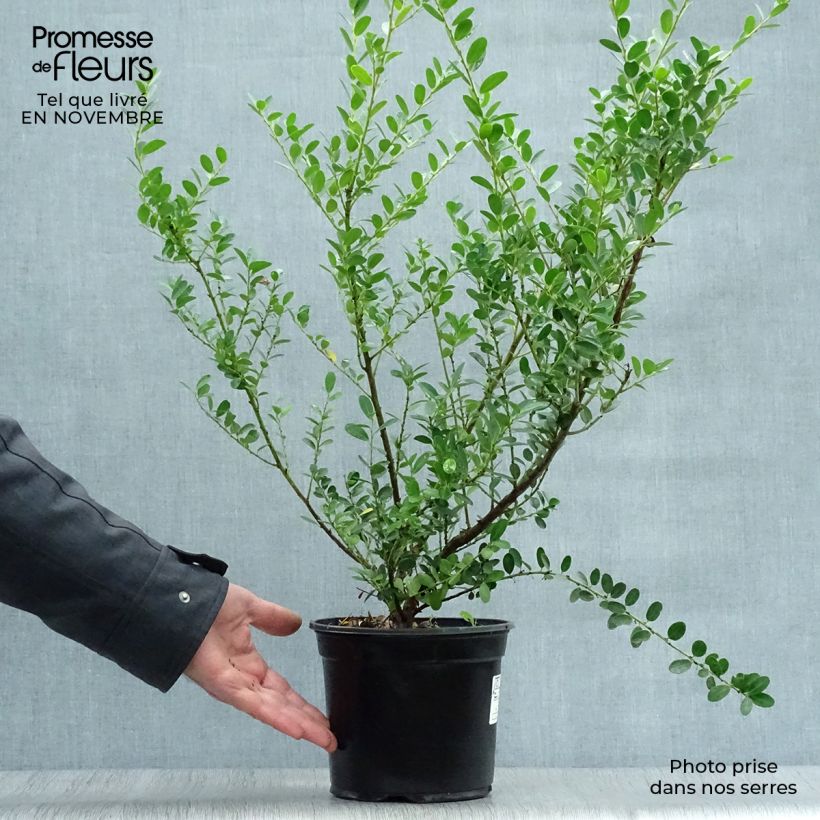 Przykładowy wygląd Ostrokrzew karbowanolistny Green Hedge Doniczka 2L/3L w momencie dostawy jesienią