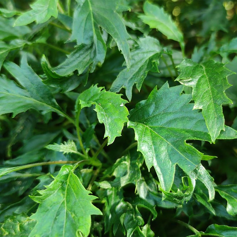 Hortensja krzewiasta Emerald lace (Ulistnienie)