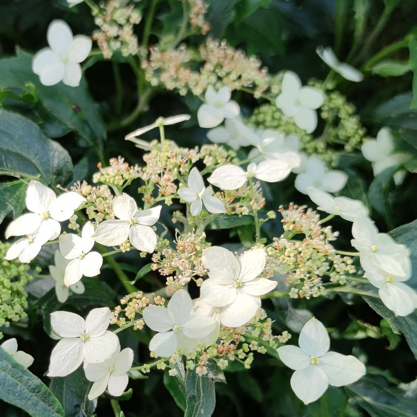 Hortensja krzewiasta Emerald lace (Kwitnienie)