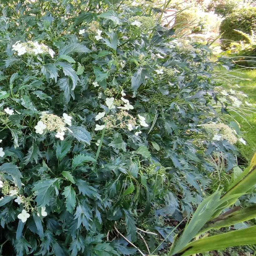 Hortensja krzewiasta Emerald lace (Pokrój rośliny)