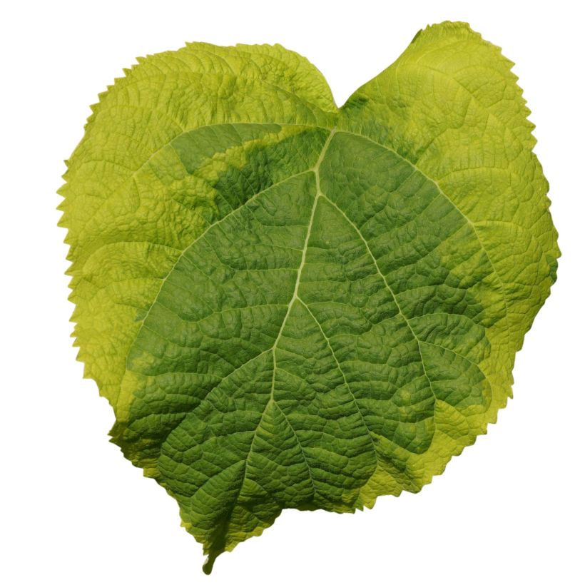 Hortensja krzewiasta Golden Annabelle (Ulistnienie)
