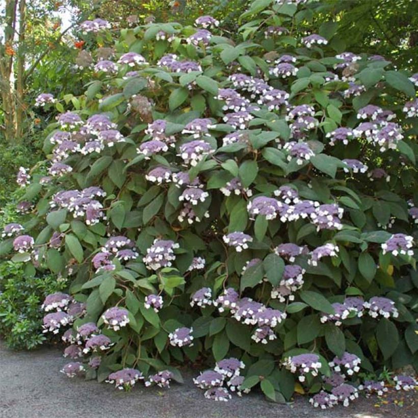 Hortensja kosmata Bellevue (Kwitnienie)