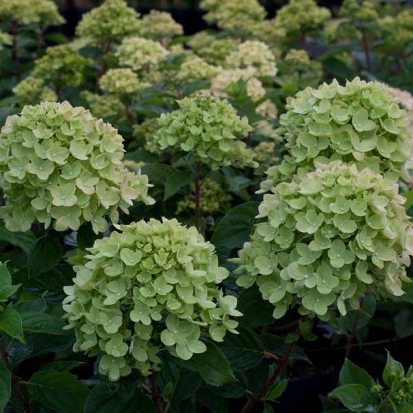 Hortensja bukietowa Little Lime (Kwitnienie)