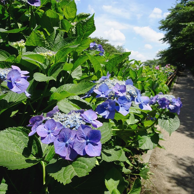 Hortensja ogrodowa Blue Sky (Pokrój rośliny)