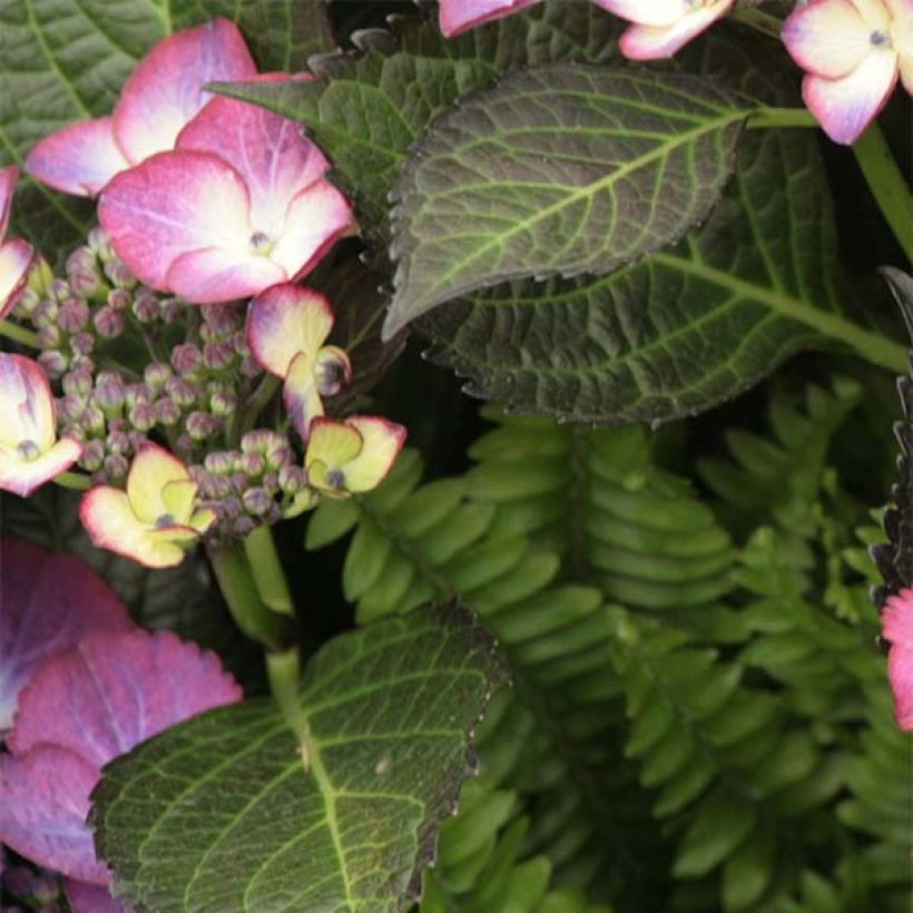 Hortensja ogrodowa Dark Angel Purple (Ulistnienie)