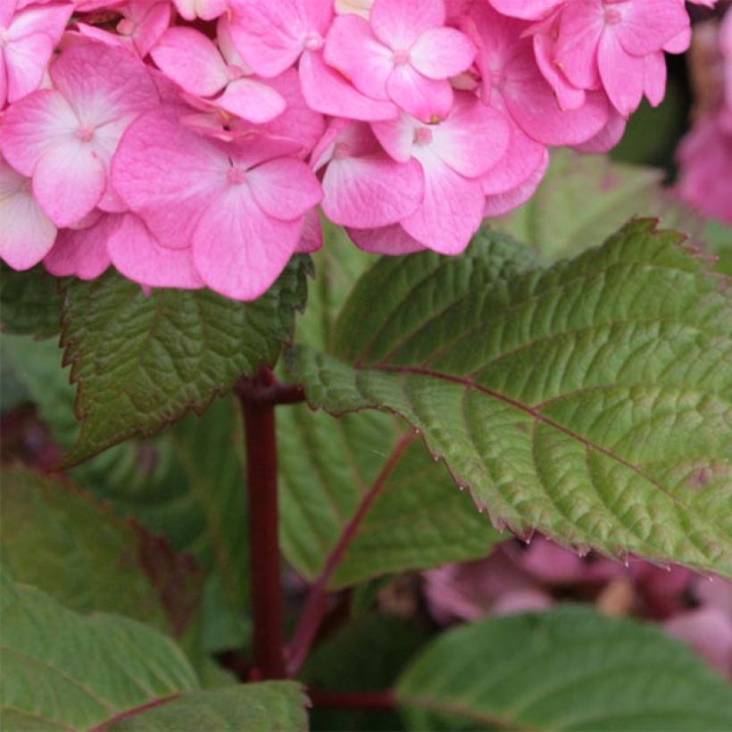 Hortensja ogrodowa Endless Summer Bloomstar (Ulistnienie)