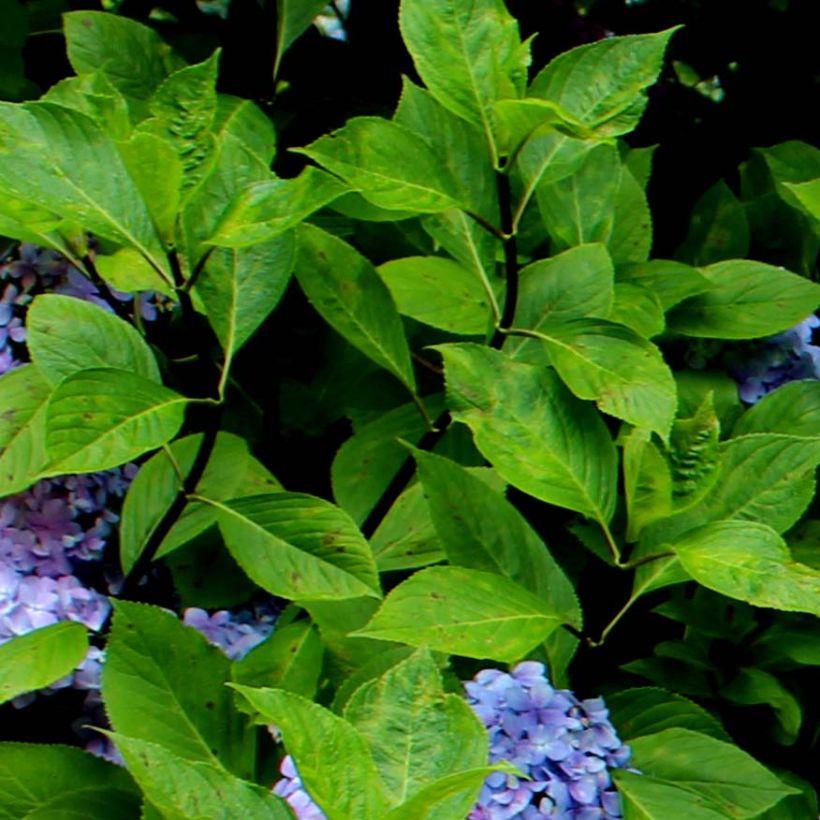 Hortensja ogrodowa Nigra (Ulistnienie)
