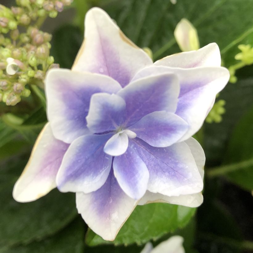 Hortensja ogrodowa Stargazer (Kwitnienie)