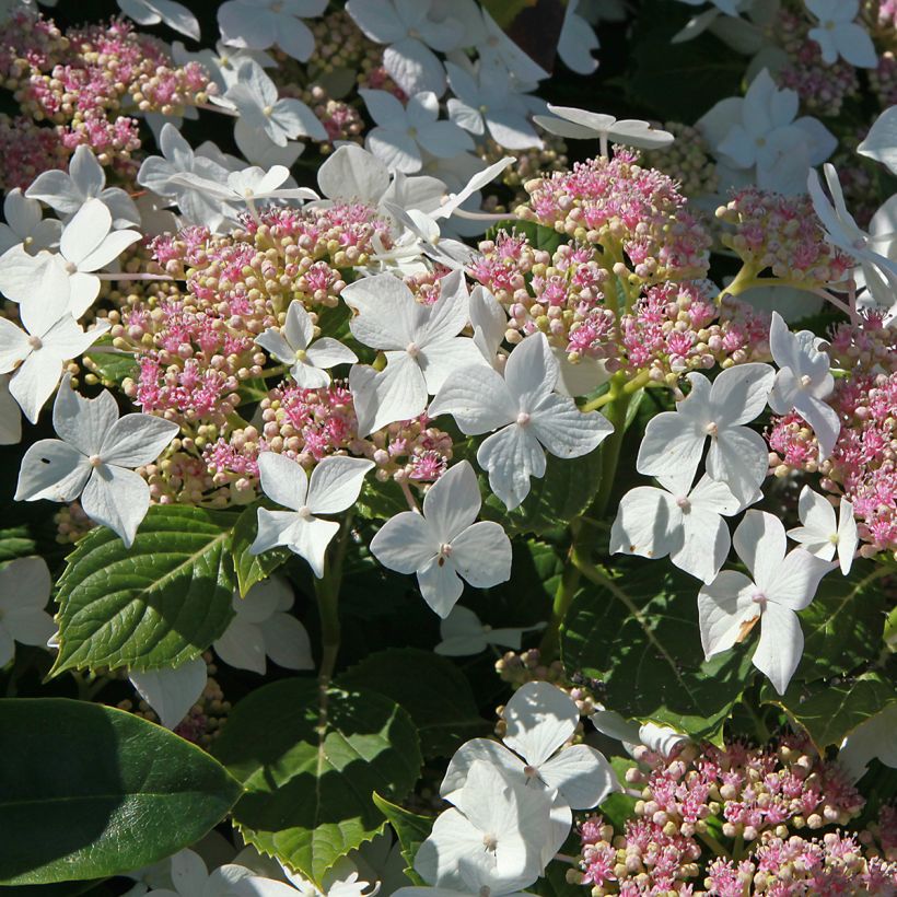 Hortensja bukietowa Confetti (Kwitnienie)