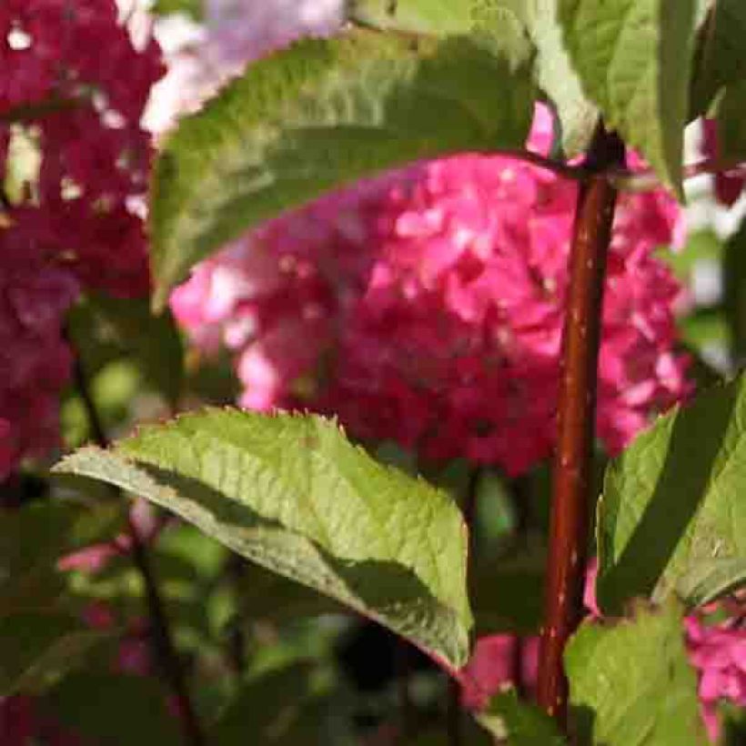 Hortensja bukietowa Fraise Melba (Ulistnienie)