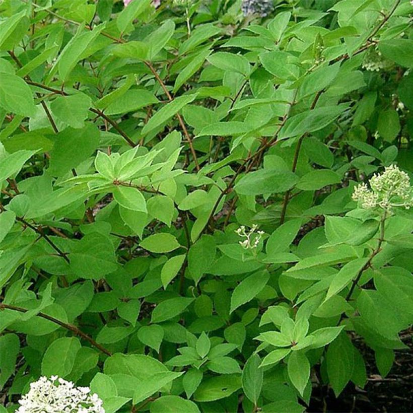 Hortensja bukietowa Grandiflora (Ulistnienie)