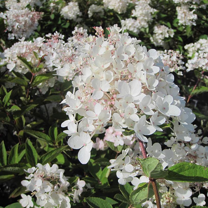 Hortensja bukietowa Grandiflora (Kwitnienie)