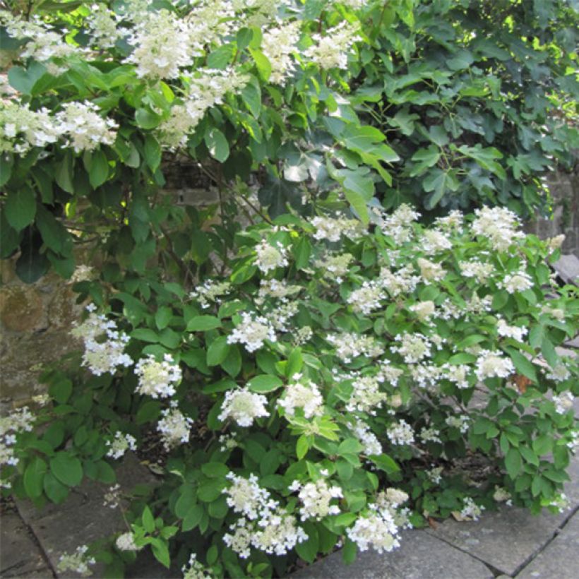 Hortensja bukietowa Grandiflora (Pokrój rośliny)
