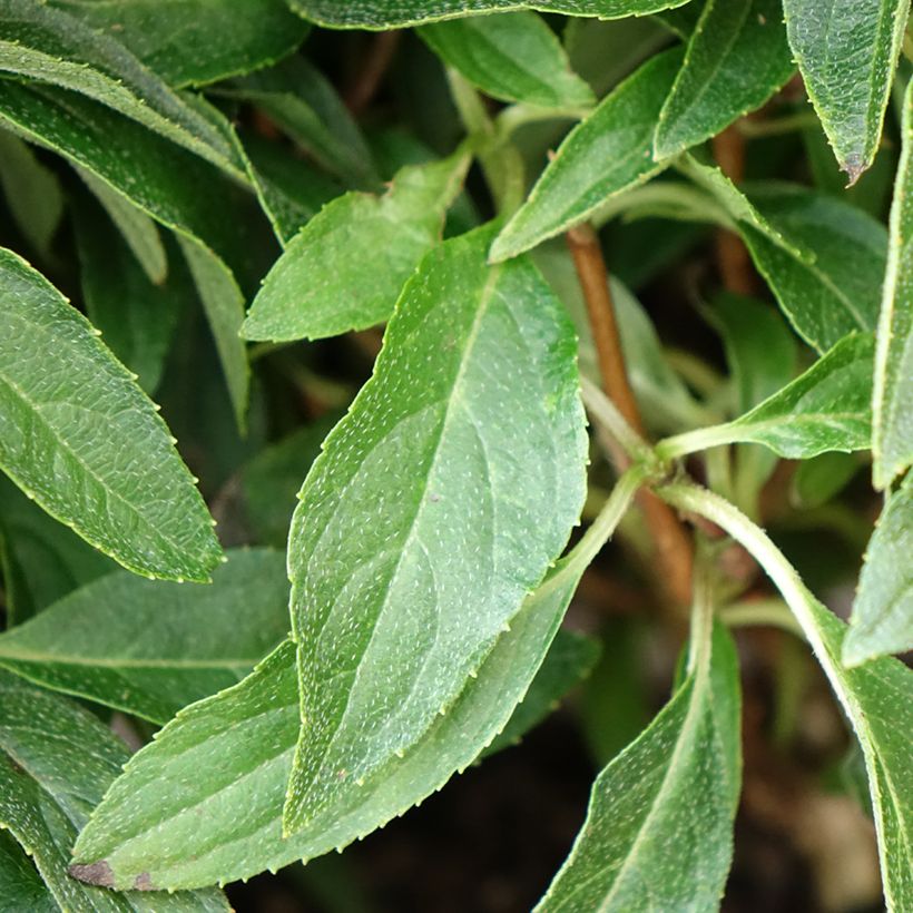 Hortensja bukietowa Groundbreaker Blush (Ulistnienie)