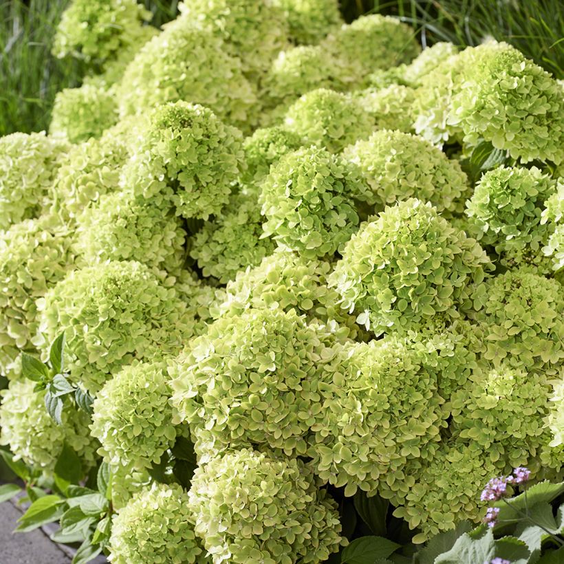 Hortensja bukietowa Greeny (Kwitnienie)