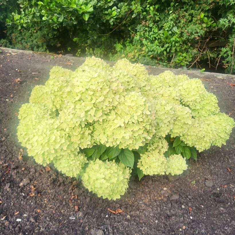 Hortensja bukietowa Greeny (Pokrój rośliny)