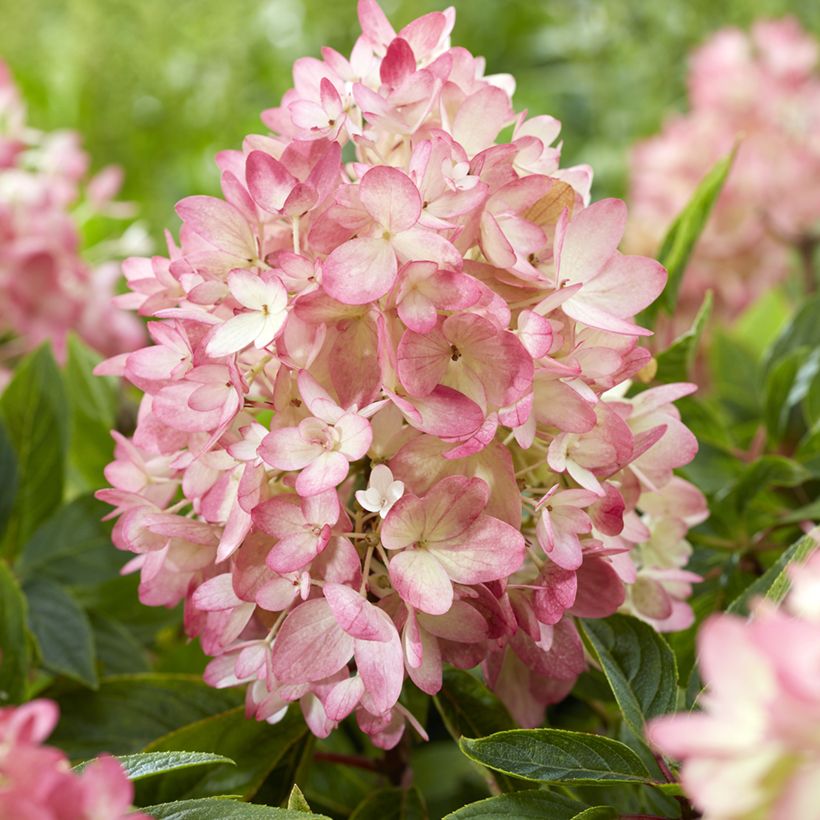 Hortensja bukietowa Groundbreaker Blush (Kwitnienie)