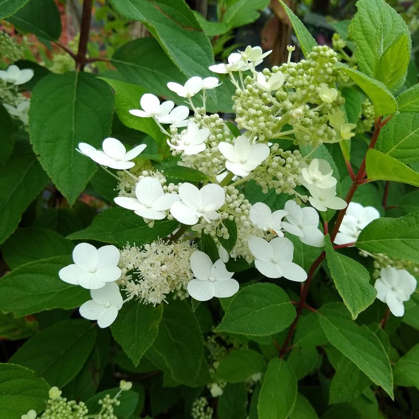Hortensja bukietowa Kyushu (Ulistnienie)
