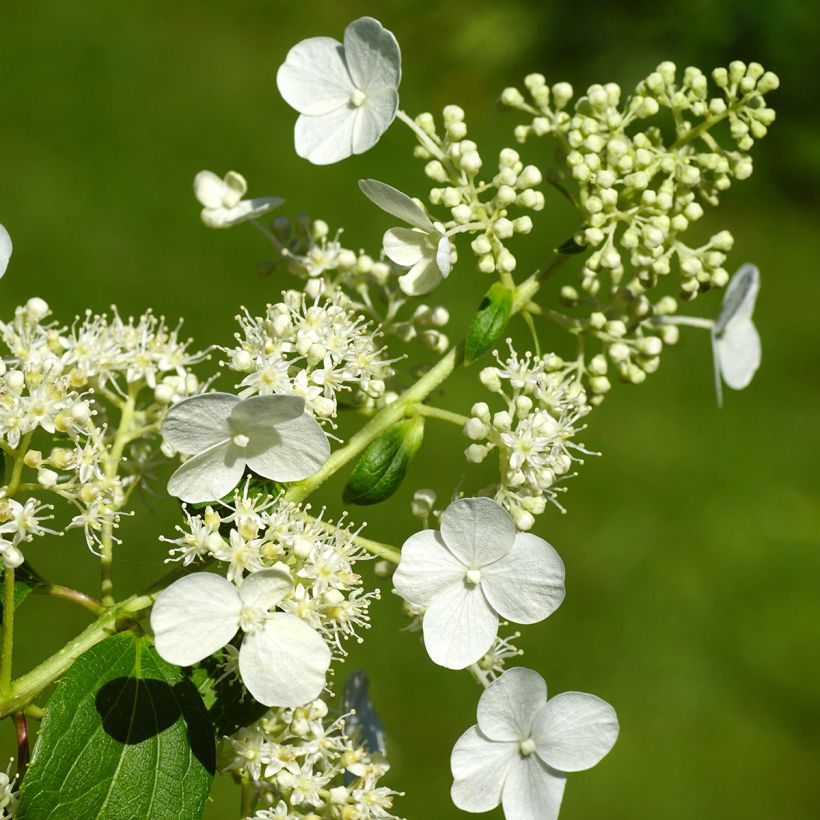 Hortensja bukietowa Kyushu (Kwitnienie)
