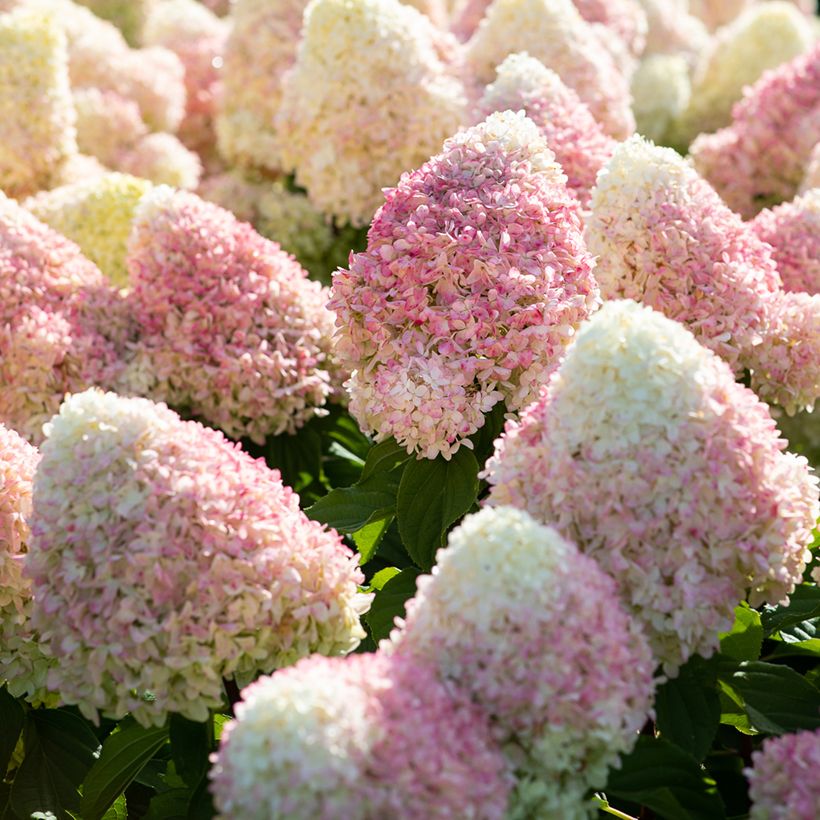 Hortensja bukietowa Living Candy Love (Kwitnienie)