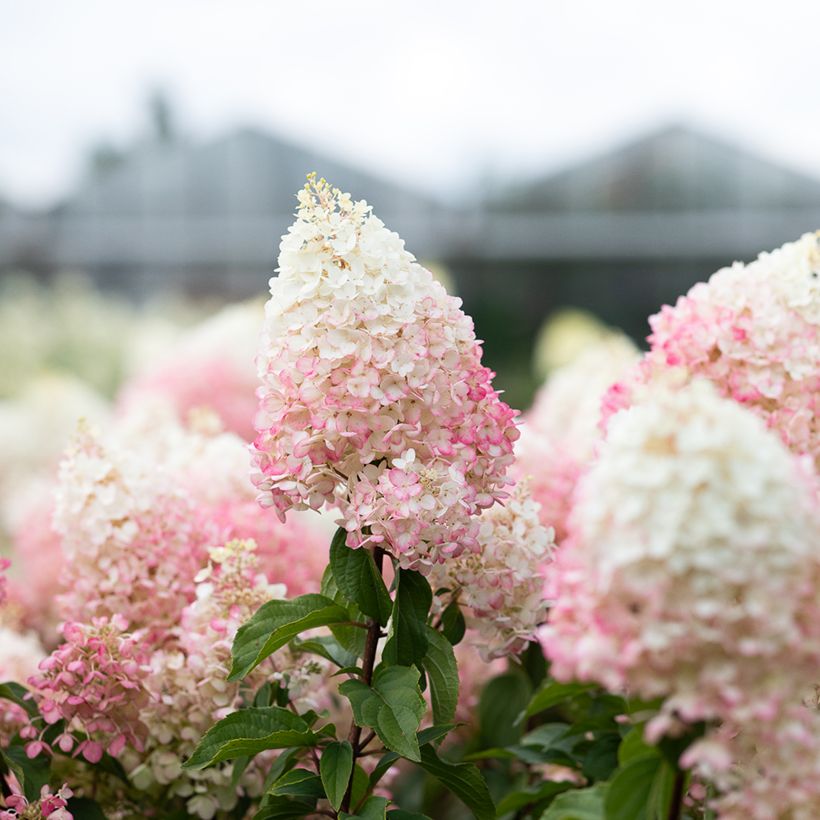 Hortensja bukietowa Living Strawberry Blossom (Kwitnienie)