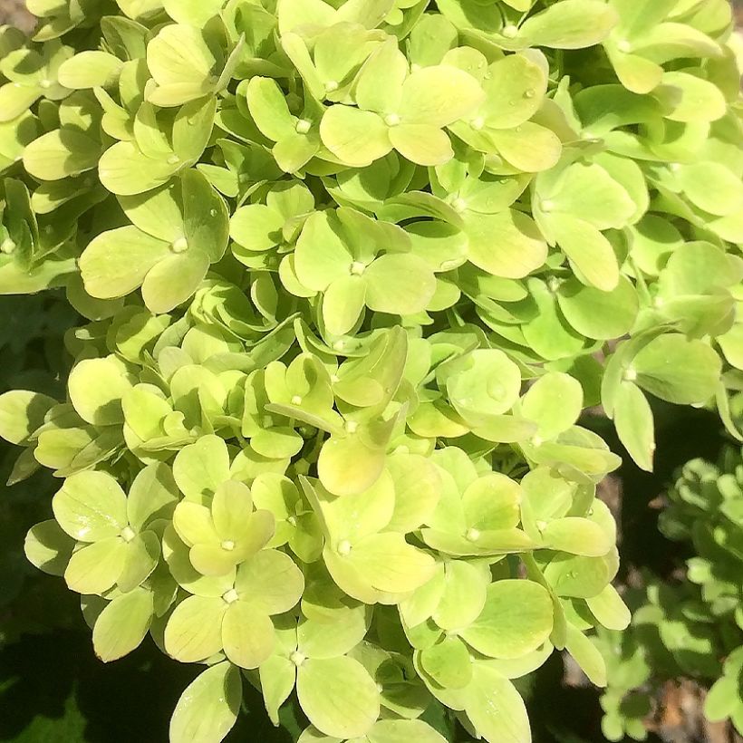 Hortensja bukietowa Mojito (Kwitnienie)