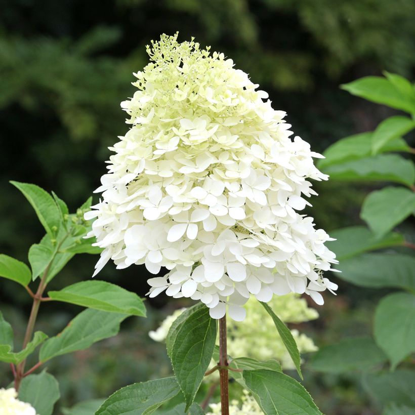 Hortensja bukietowa Phantom (Kwitnienie)