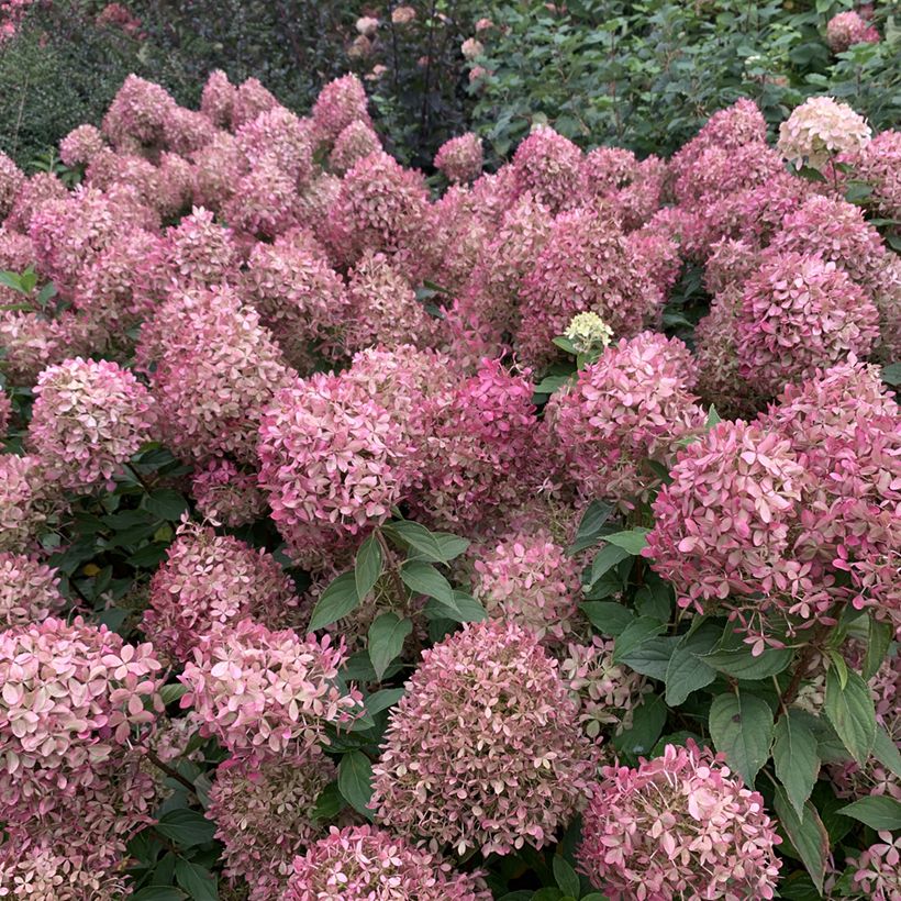 Hortensja bukietowa Pixio (Kwitnienie)