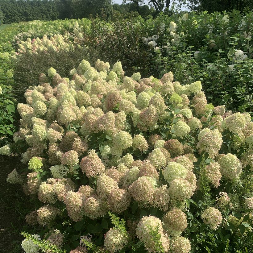 Hortensja bukietowa Pixio (Pokrój rośliny)