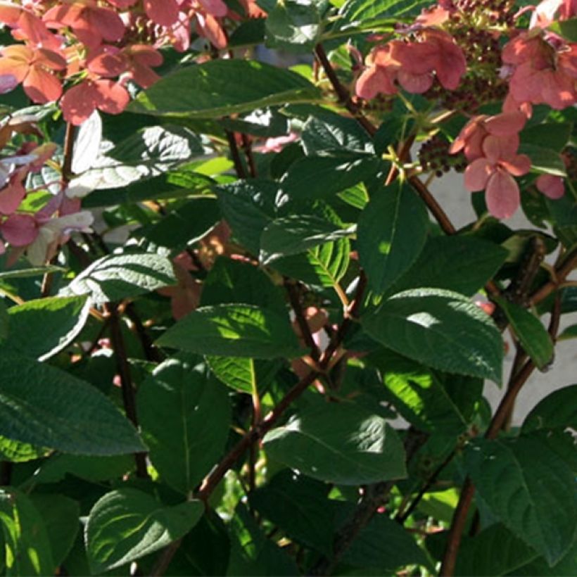 Hortensja bukietowa Sparkling (Ulistnienie)