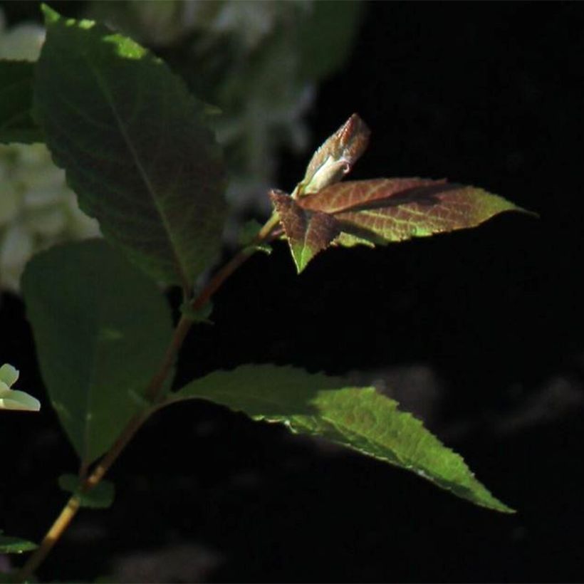 Hortensja bukietowa White Light (Ulistnienie)
