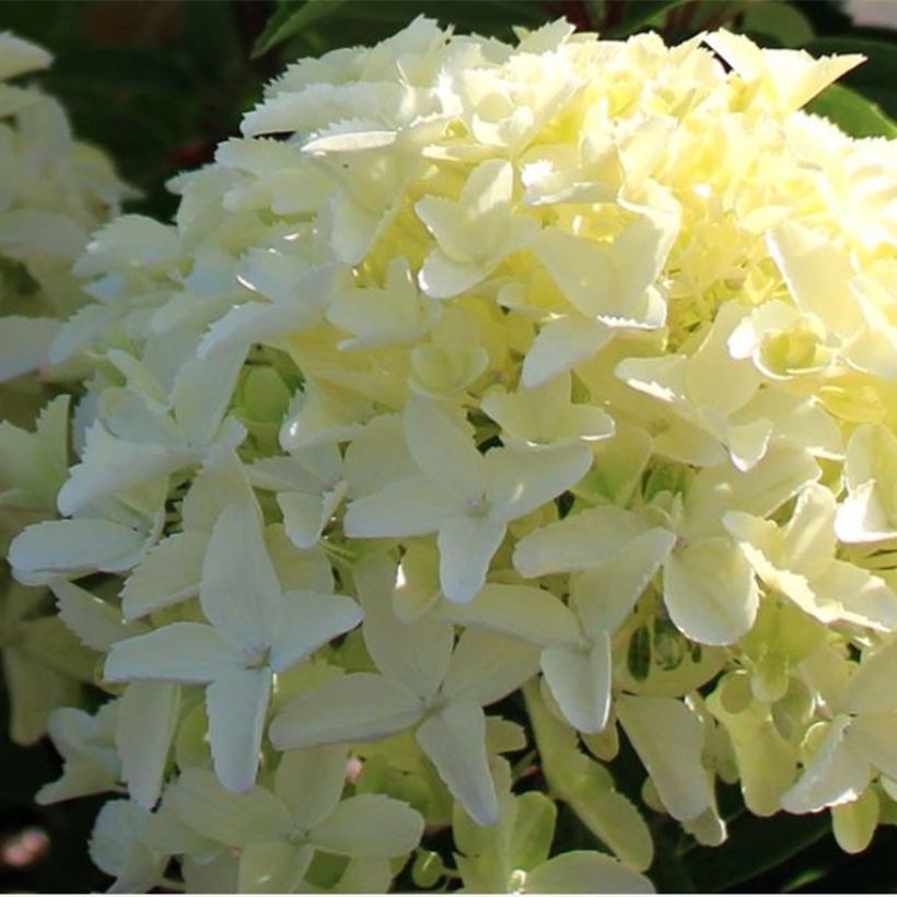 Hortensja bukietowa White Light (Kwitnienie)