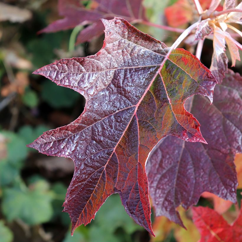 Hortensja dębolistna Burgundy (Ulistnienie)