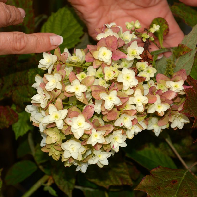 Hortensja dębolistna Snowflake (Kwitnienie)