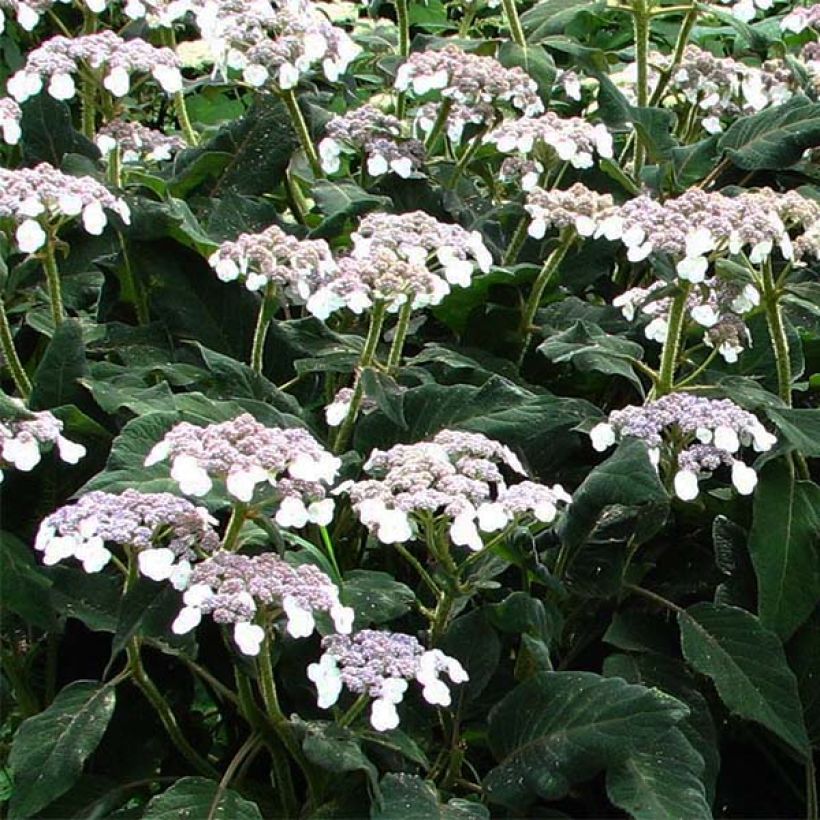 Hydrangea aspera subsp.sargentiana - Hortensja kosmata (Kwitnienie)
