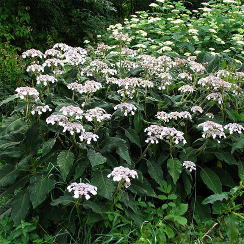 Hydrangea aspera subsp.sargentiana - Hortensja kosmata (Pokrój rośliny)