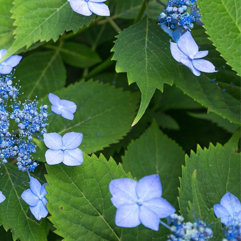 Hortensja piłkowana Magic Seduction Annie's Blue (Ulistnienie)