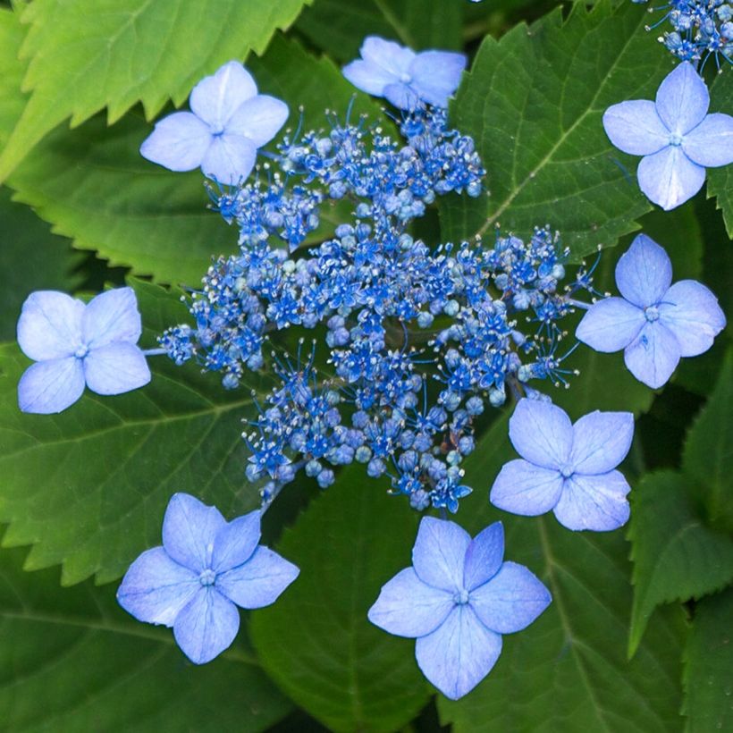 Hortensja piłkowana Magic Seduction Annie's Blue (Kwitnienie)