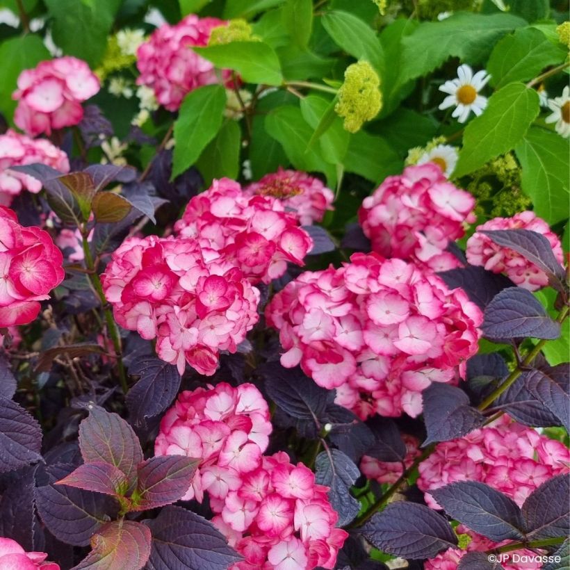 Hortensja piłkowana Choco Black Velvet (Pokrój rośliny)