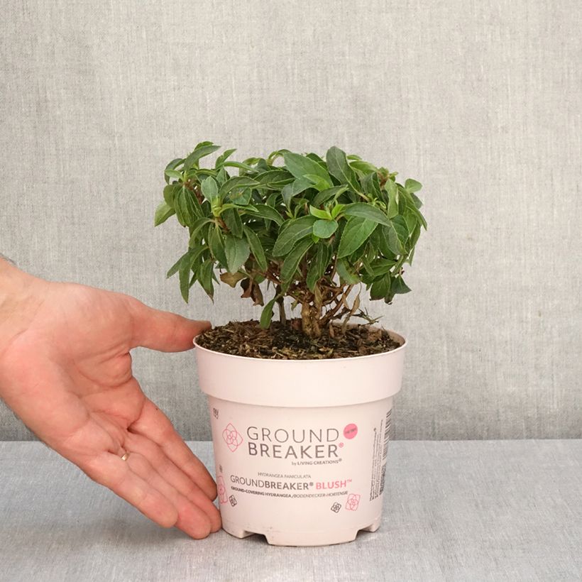 Przykładowy wygląd Hortensja bukietowa Groundbreaker Blush Doniczka 1L/1,5L w momencie dostawy jesienią