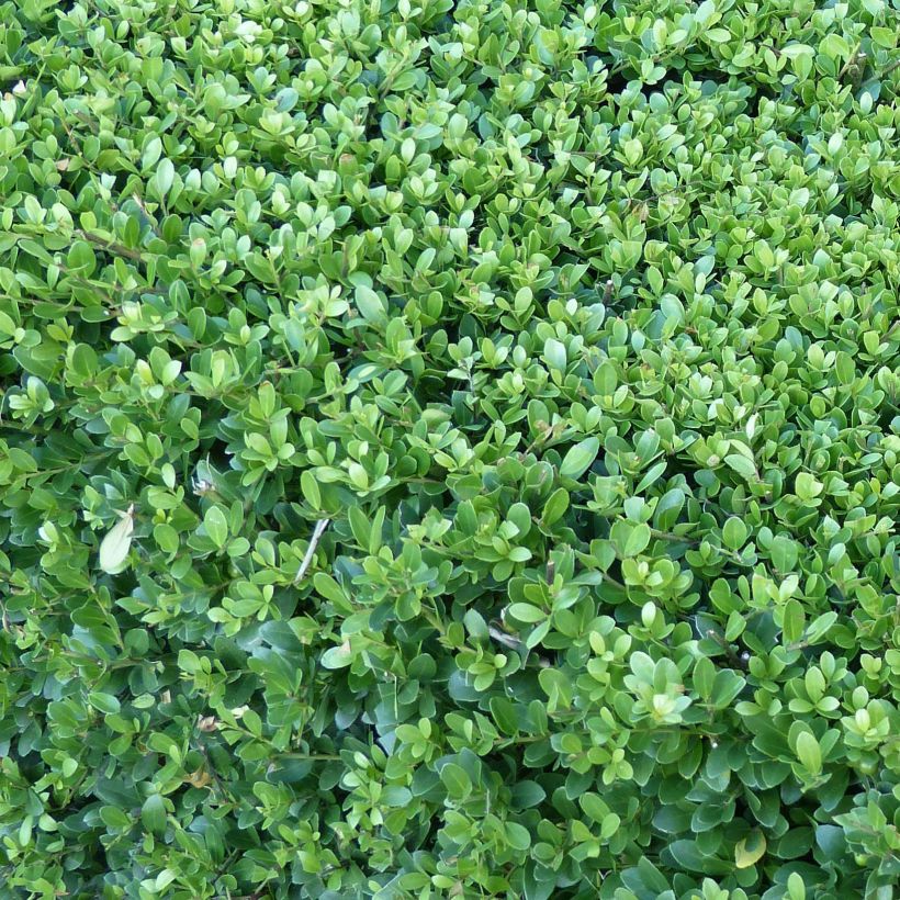 Ostrokrzew karbowanolistny Dark Green (Ulistnienie)