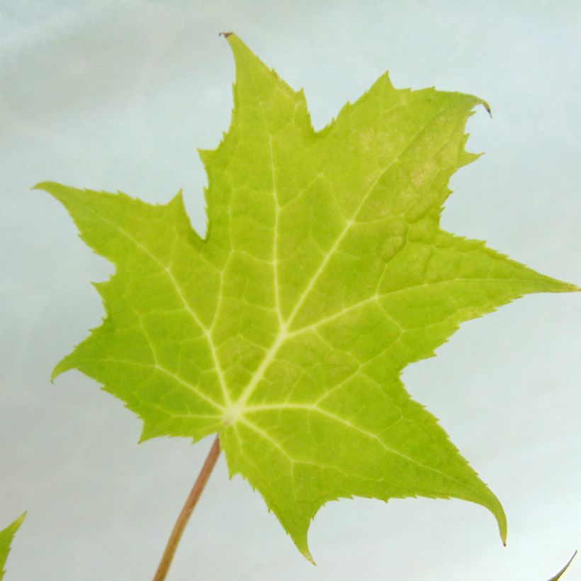 Kirengeshoma palmata - Kirengeszoma dłoniasta (Ulistnienie)