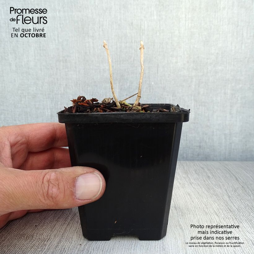 Przykładowy wygląd Kirengeshoma palmata - Kirengeszoma dłoniasta Doniczka 8/9 cm w momencie dostawy jesienią