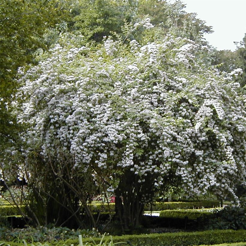 Kolkwitzia amabilis - Kolkwicja chińska (Pokrój rośliny)