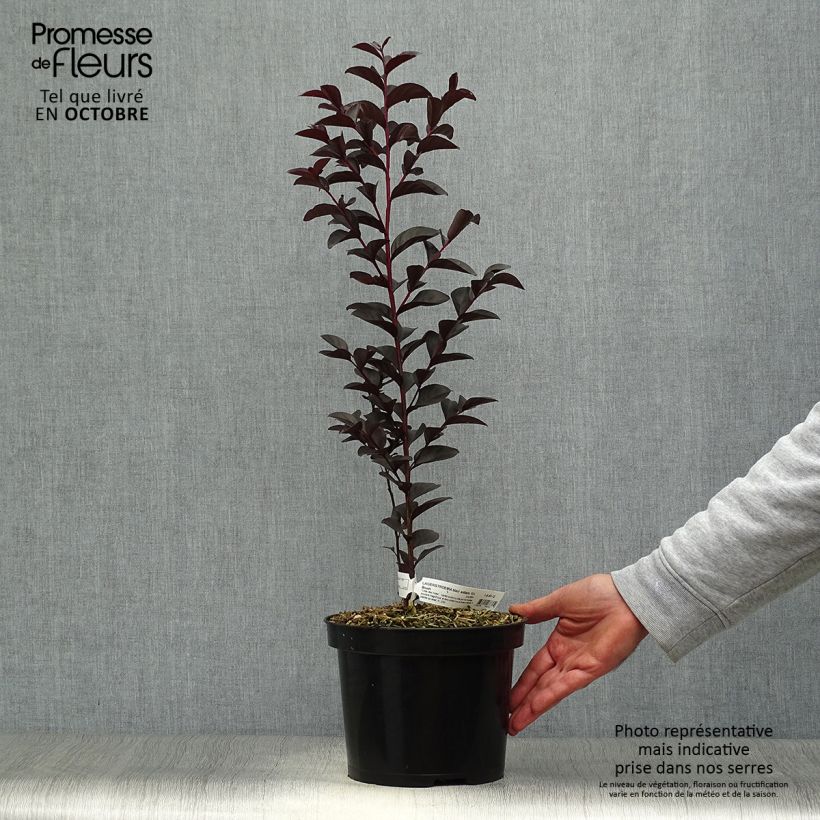 Przykładowy wygląd Lagerstremia indyjska Black Solitaire Blush Doniczka 3L/4L w momencie dostawy jesienią