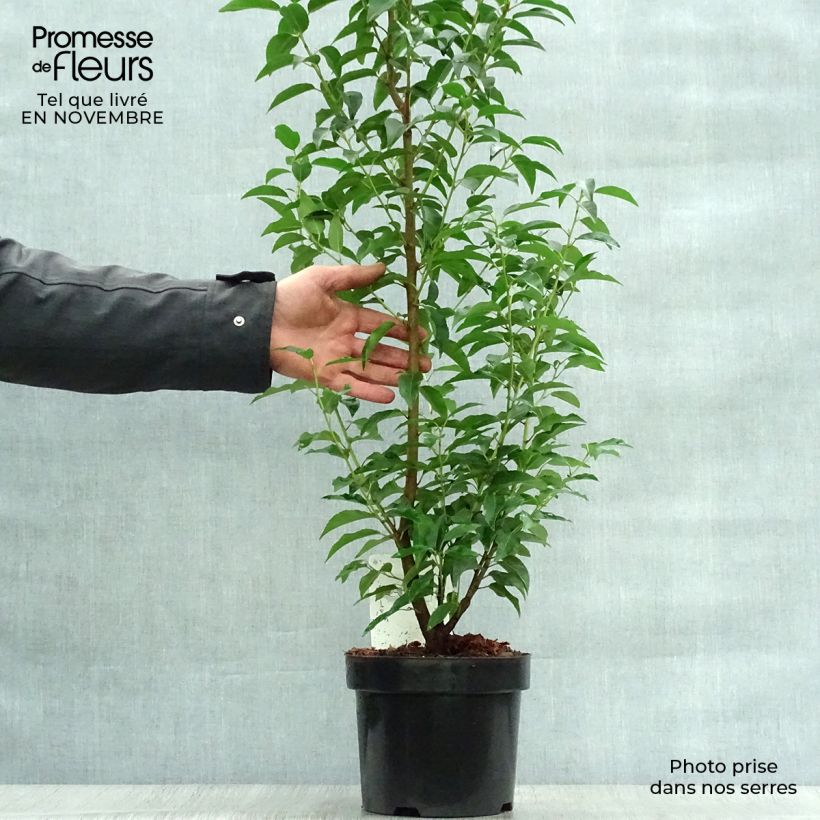 Przykładowy wygląd Laurowiśnia iberyjska Angustifolia Doniczka 3L/4L w momencie dostawy jesienią